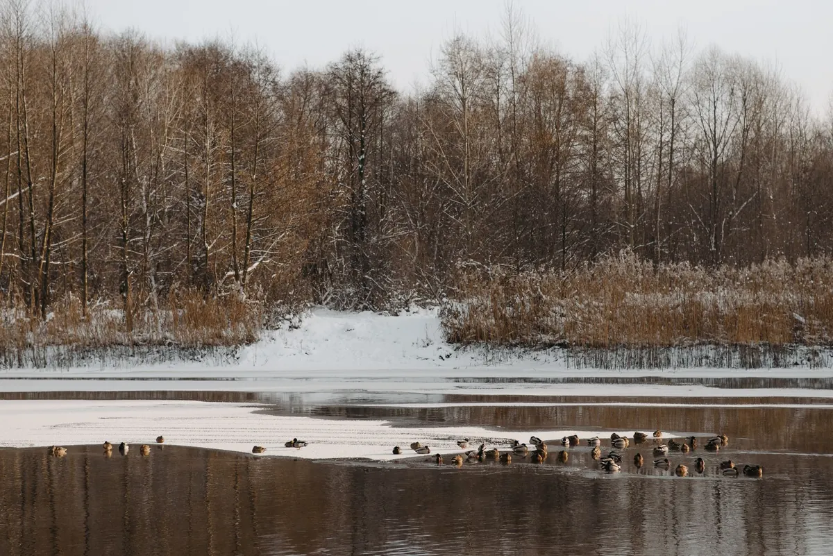 A Local Guide to Quiet Nature Spots in UK Towns and Cities