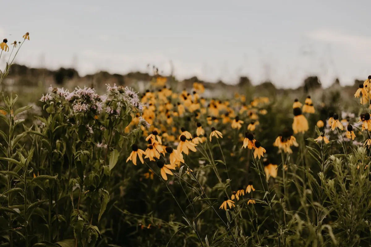Beginner's Guide to Choosing Native Plants for a Wildlife-Friendly Garden