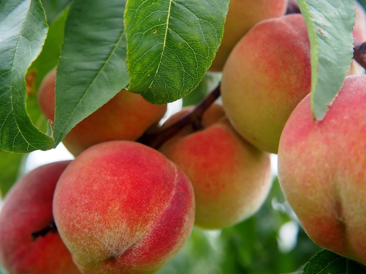 Beginner's Guide to Planting a Back-Garden Grove of Fruit Trees