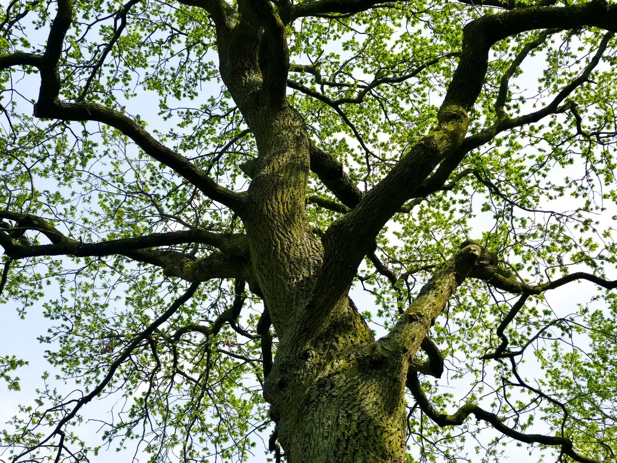 How to Identify Common UK Park Trees by Leaf and Bark
