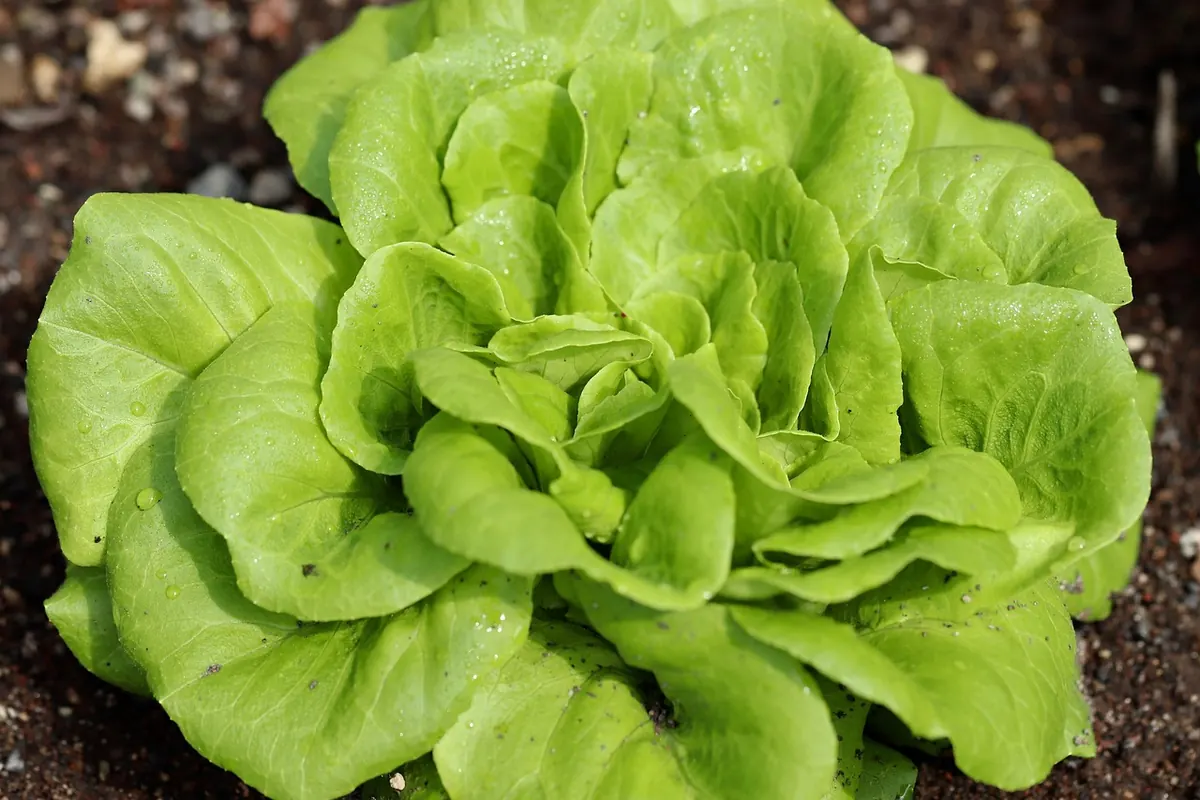 Raised Beds vs Direct Planting: Which Is Better for a Small UK Garden?