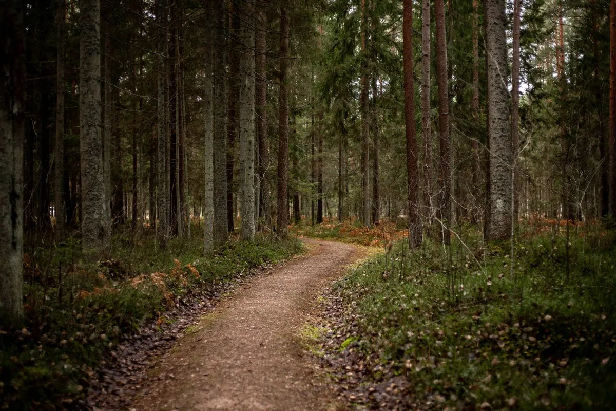 What Makes a Grove? A Simple Explainer for Gardeners and Walkers